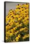 Black-Eyed Susan-Richard T. Nowitz-Framed Stretched Canvas