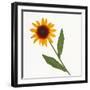 Black-Eyed Susan-null-Framed Photographic Print