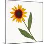 Black-Eyed Susan-null-Mounted Photographic Print