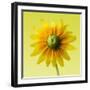 Black-eyed susan-Clive Nichols-Framed Photographic Print