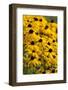 Black-Eyed Susan-Richard T. Nowitz-Framed Photographic Print