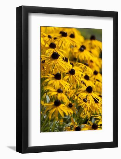 Black-Eyed Susan-Richard T. Nowitz-Framed Photographic Print