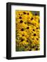 Black-Eyed Susan-Richard T. Nowitz-Framed Photographic Print