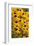 Black-Eyed Susan-Richard T. Nowitz-Framed Photographic Print