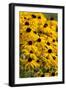 Black-Eyed Susan-Richard T. Nowitz-Framed Photographic Print