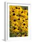 Black-Eyed Susan-Richard T. Nowitz-Framed Photographic Print