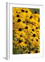 Black-Eyed Susan-Richard T. Nowitz-Framed Photographic Print