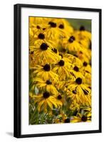 Black-Eyed Susan-Richard T. Nowitz-Framed Photographic Print