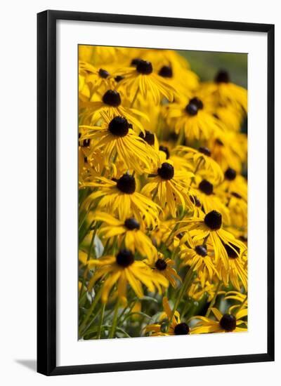 Black-Eyed Susan-Richard T. Nowitz-Framed Photographic Print