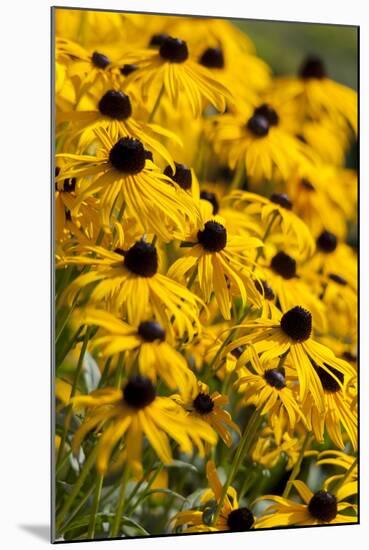 Black-Eyed Susan-Richard T. Nowitz-Mounted Photographic Print