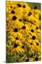 Black-Eyed Susan-Richard T. Nowitz-Mounted Photographic Print