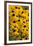 Black-Eyed Susan-Richard T. Nowitz-Framed Photographic Print