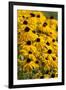 Black-Eyed Susan-Richard T. Nowitz-Framed Photographic Print