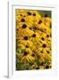 Black-Eyed Susan-Richard T. Nowitz-Framed Photographic Print