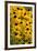 Black-Eyed Susan-Richard T. Nowitz-Framed Photographic Print