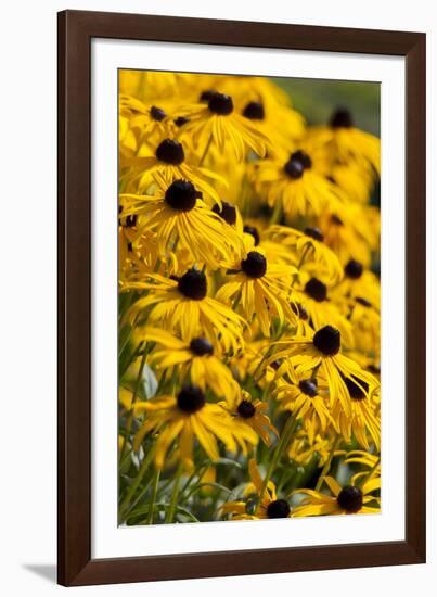 Black-Eyed Susan-Richard T. Nowitz-Framed Photographic Print