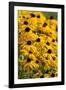 Black-Eyed Susan-Richard T. Nowitz-Framed Photographic Print