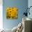 Black-Eyed Susan-Richard T. Nowitz-Photographic Print displayed on a wall