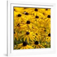 Black-Eyed Susan-Richard T. Nowitz-Framed Photographic Print