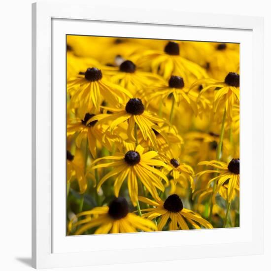 Black-Eyed Susan-Richard T. Nowitz-Framed Photographic Print