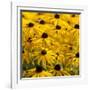 Black-Eyed Susan-Richard T. Nowitz-Framed Photographic Print