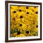 Black-Eyed Susan-Richard T. Nowitz-Framed Photographic Print