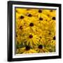 Black-Eyed Susan-Richard T. Nowitz-Framed Photographic Print