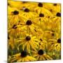 Black-Eyed Susan-Richard T. Nowitz-Mounted Photographic Print