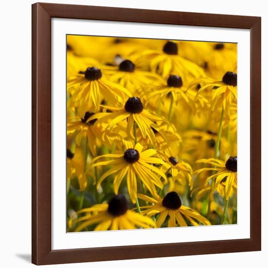 Black-Eyed Susan-Richard T. Nowitz-Framed Photographic Print