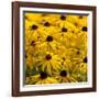 Black-Eyed Susan-Richard T. Nowitz-Framed Photographic Print