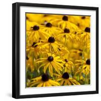 Black-Eyed Susan-Richard T. Nowitz-Framed Photographic Print