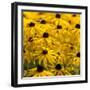 Black-Eyed Susan-Richard T. Nowitz-Framed Photographic Print