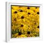 Black-Eyed Susan-Richard T. Nowitz-Framed Photographic Print