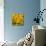 Black-Eyed Susan-Richard T. Nowitz-Mounted Photographic Print displayed on a wall