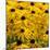 Black-Eyed Susan-Richard T. Nowitz-Mounted Photographic Print