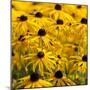 Black-Eyed Susan-Richard T. Nowitz-Mounted Photographic Print