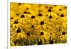 Black-Eyed Susan-Richard T. Nowitz-Framed Photographic Print