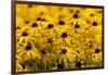 Black-Eyed Susan-Richard T. Nowitz-Framed Photographic Print