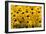 Black-Eyed Susan-Richard T. Nowitz-Framed Photographic Print