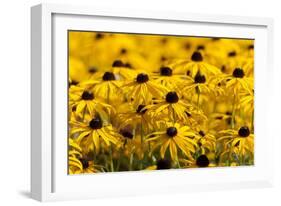 Black-Eyed Susan-Richard T. Nowitz-Framed Photographic Print