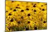 Black-Eyed Susan-Richard T. Nowitz-Mounted Photographic Print