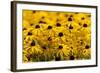 Black-Eyed Susan-Richard T. Nowitz-Framed Photographic Print