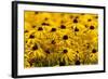 Black-Eyed Susan-Richard T. Nowitz-Framed Photographic Print