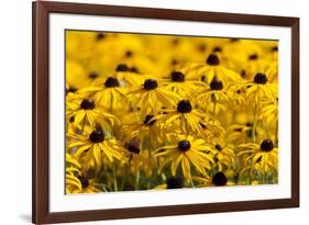 Black-Eyed Susan-Richard T. Nowitz-Framed Photographic Print