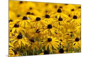 Black-Eyed Susan-Richard T. Nowitz-Mounted Photographic Print