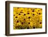 Black-Eyed Susan-Richard T. Nowitz-Framed Photographic Print