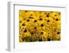 Black-Eyed Susan-Richard T. Nowitz-Framed Photographic Print