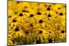 Black-Eyed Susan-Richard T. Nowitz-Mounted Photographic Print