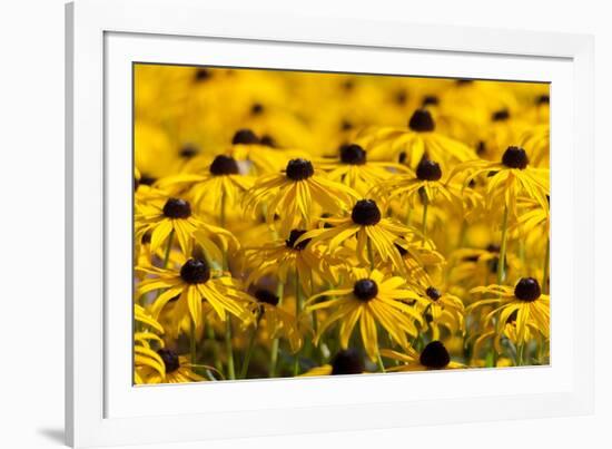 Black-Eyed Susan-Richard T. Nowitz-Framed Photographic Print