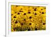 Black-Eyed Susan-Richard T. Nowitz-Framed Photographic Print